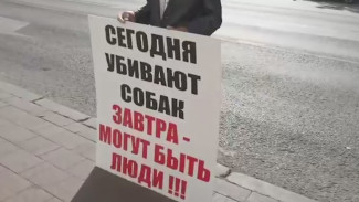 Зоозащитники в ужасе. Отловом собак в Воронеже займётся подрядчик с плохой репутацией
