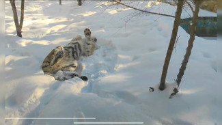 В Воронежском зоопарке появилась амурская тигрица Виола