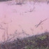 Розовая река из нечистот загрязнила Толучеевку в Калачеевском районе