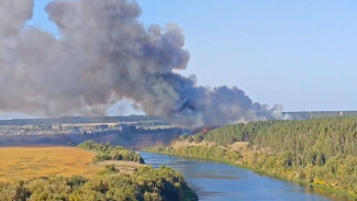 Пожарные потушили лес в Кривоборье под Воронежем