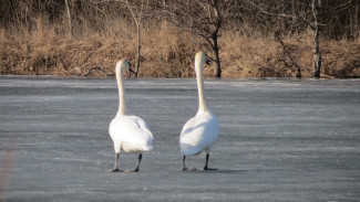 На заповедное озеро в Воронежской области прилетели лебеди
