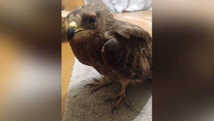 В Лискинском районе под линиями электропередач нашли раненую птицу-осоеда
