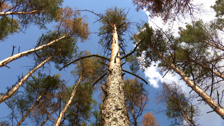 В Северном лесу Воронежа после масштабной вырубки высадят почти 9 тыс. деревьев