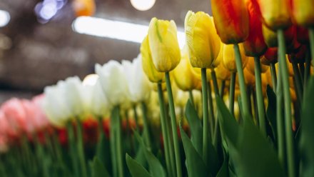 В Воронеже составили больше сотни протоколов за незаконную торговлю цветами на 8 Марта