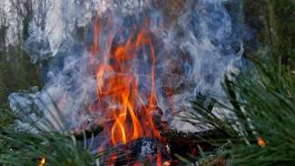 Воронежцы сообщили о пожаре в шиловском лесу