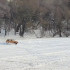 Автомобилист устроил дрифт на Воронежском водохранилище