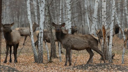 В Воронежской области алтайским оленям срежут рога ради лечебных ванн для туристов