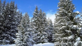 В Воронежской области начали охоту на новогодних лесорубов