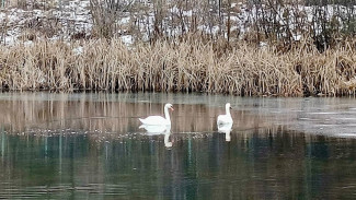 Пара лебедей осталась зимовать на пруду в Перлёвке в Воронежской области