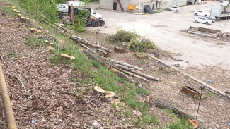 В Воронеже возбудили 3 уголовных дела из-за вырубки на 1,5 млн рублей