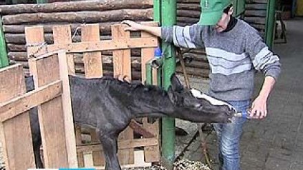 На месяц раньше срока в Воронежском зоопарке родился жеребёнок