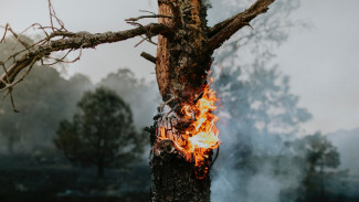 МЧС назвало находящиеся в зоне риска лесных пожаров районы Воронежской области