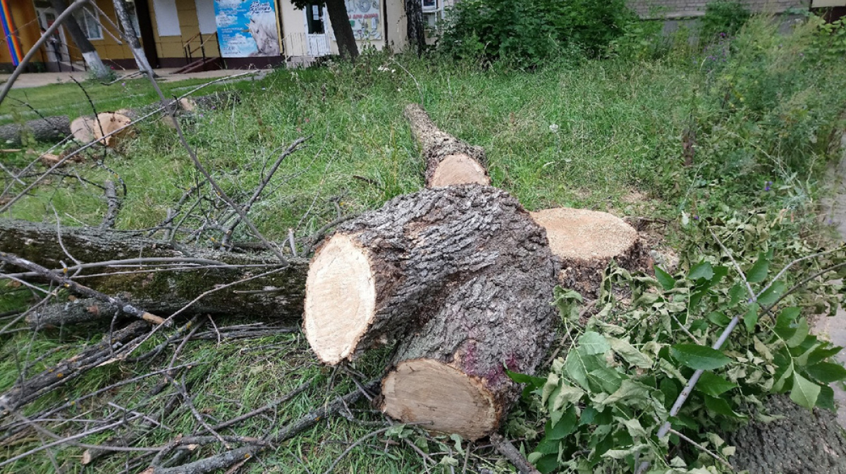 Дерево порядка. Аварийные деревья в Воронеже. Вырубка деревьев улица дорожная. Вырубка деревьев на участке Воронеж Семилуки. Дерево символ Воронежа.