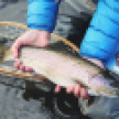 В Воронежской области ввели ограничения на рыбалку