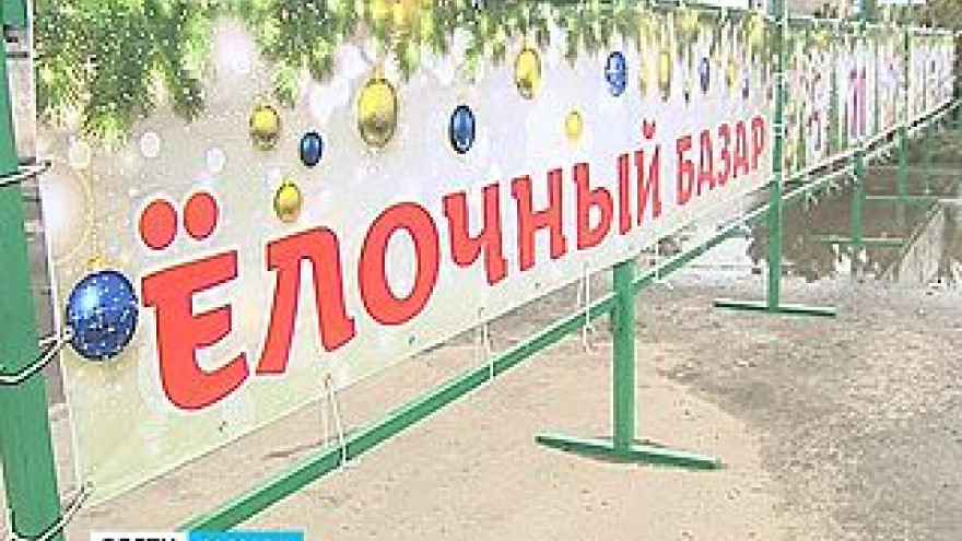 В Воронеже заработали официальные ёлочные базары