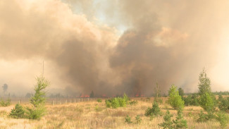 Площадь лесного пожара на Кожевенном кордоне выросла до 62 га