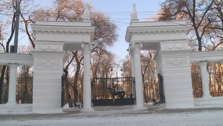 Власти объяснили массовую вырубку деревьев в воронежском «Орлёнке»