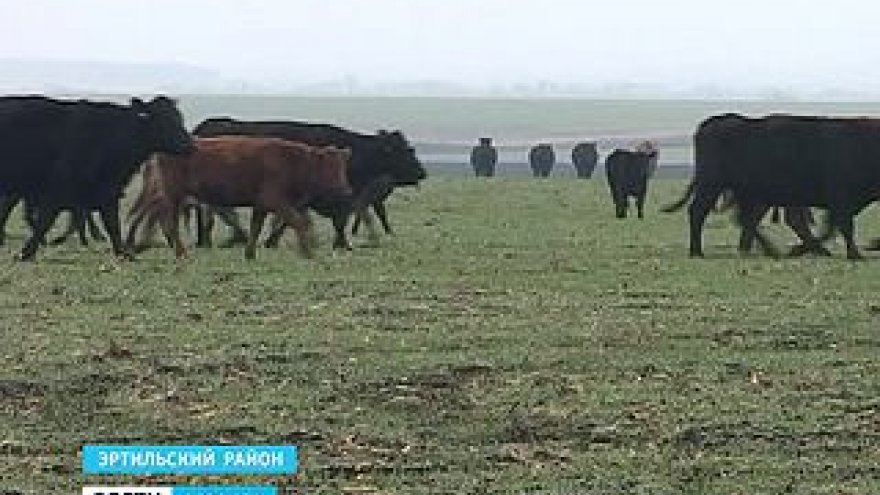 Абердин-ангуссы жуют урожай будущего года, аграрии подсчитывают убытки