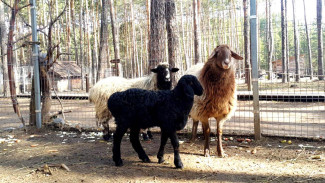 В воронежском зоопитомнике у курдючных овец родился первый детёныш