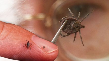 В Воронежской области жертвами укусов клещей стали 168 человек