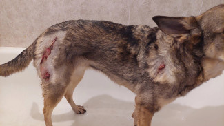 В Воронеже овчарка напала на домашнюю собаку