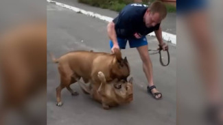Девушка сняла на видео жуткое нападение домашней собаки на дворнягу в Воронеже