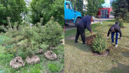 Вадим Кстенин поделился планами на осеннюю высадку деревьев в Воронеже