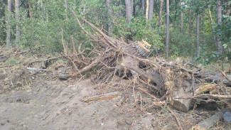 В Воронежской нагорной дубраве незаконно вырубили сосны