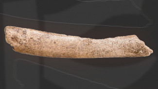 Воронежский музей показал фрагмент ребра мамонта с изображением овцебыка