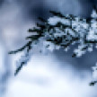 Морозы до -30 нагрянут в Воронежскую область в начале февраля