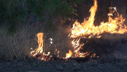 В лесах Воронежской области спрогнозировали высокую пожароопасность в сентябре