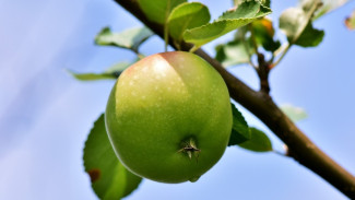 В Воронеже подвели итоги торгов на застройку яблоневых садов