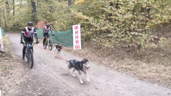 В Воронеже стартовали соревнования по гонкам на собачьих упряжках