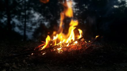 В Воронежской области уменьшилось число лесных пожаров 