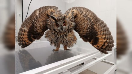 В Воронеже сотрудники театра спасли жизнь ушастой сове