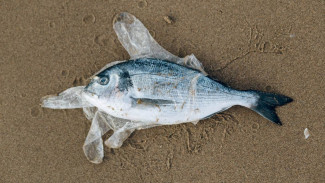 В воронежской реке Хворостань массово погибла рыба