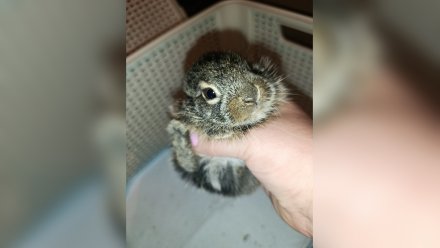 Воронежским волонтёрам передали зайчонка из Семилук