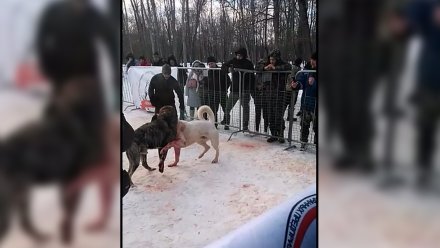 В санатории под Воронежем прошли кровавые собачьи бои