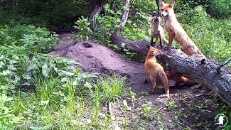 Лесные камеры в Воронежском заповеднике сняли детёнышей диких зверей крупным планом 