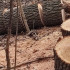 В воронежской Нагорной дубраве заметили вырубленные деревья