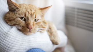 Воронежцам объяснили, как начислят плату за тепло после начала сезона