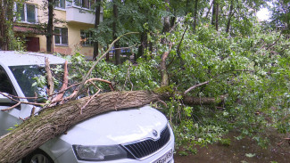 Оборванные провода и разбитые деревьями авто. Как буря похозяйничала в Воронеже в выходные