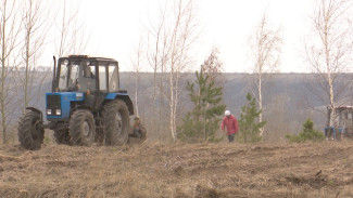 В Воронежской области высадили 5,5 млн сосен и берёз
