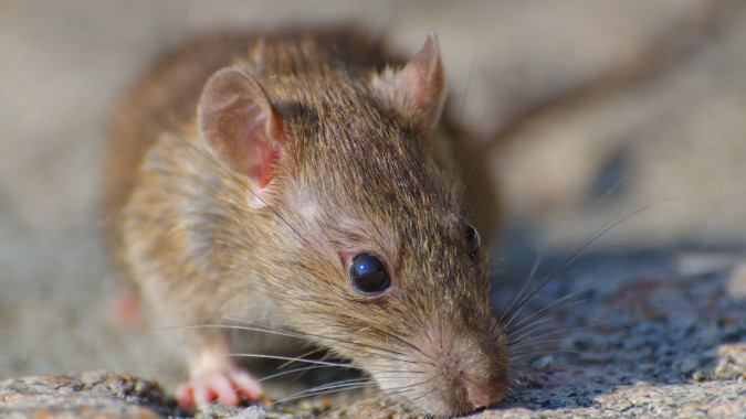 В Воронеже жители 9-этажки пожаловались на нашествие крыс в доме