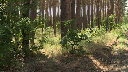 Клиенты ВТБ и Почта Банка направили на восстановление лесов в 1,5 раза больше средств