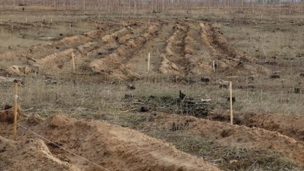 В Воронежской области высадят дубы и сосны в виде надписи «Победа»