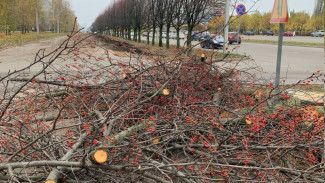 В Воронеже показали на фото уничтоженную рябиновую аллею на улице 60-й Армии