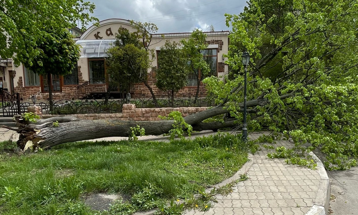 Два дерева рухнули на автомобили из-за мощного ветра в Воронеже – Новости  Воронежа и Воронежской области – Вести Воронеж