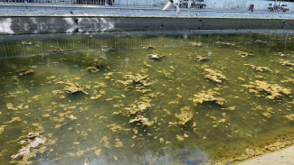Эксперт о лилиях в протухшем озере Центрального парка Воронежа: «Они хорошо развиваются»