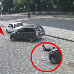 В Воронеже полиция ищет водителя, задавившего на парковке кота